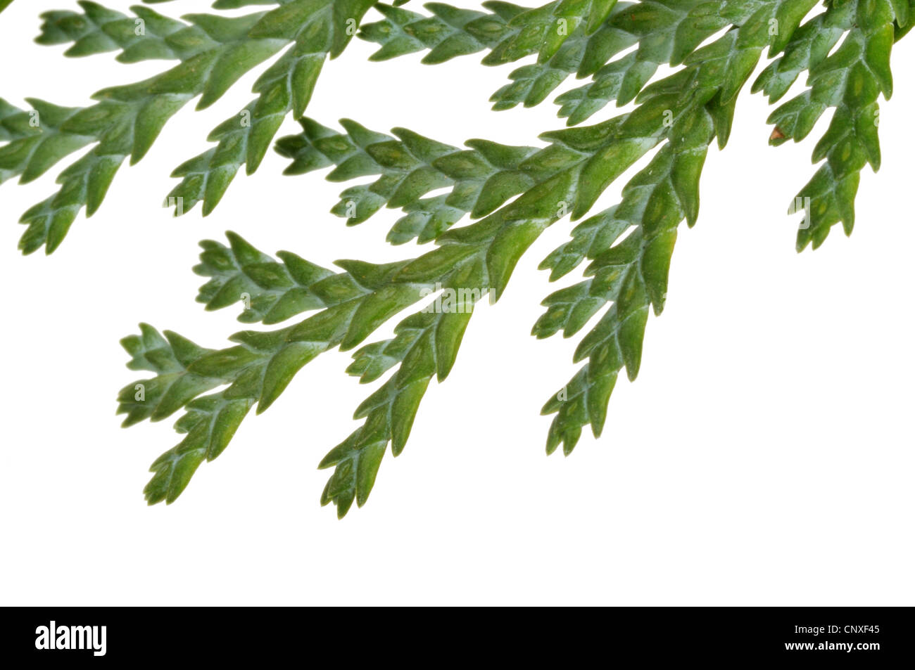 Lawson cypress, Port Orford cedar (Chamaecyparis lawsoniana), branch of a Plumosa cultivar Stock Photo