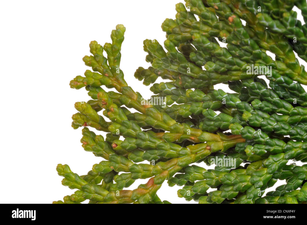Japanese cypress, Hinoki cypress, Hinoki (Chamaecyparis obtusa Nana Gracilis, Chamaecyparis obtusa 'Nana Gracilis'), branch, upper side Stock Photo