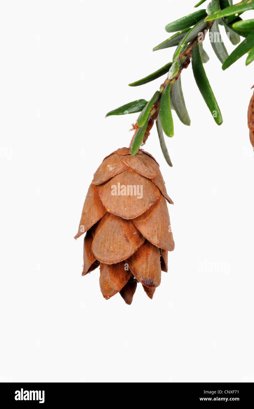hemlock spruce, eastern hemlock (Tsuga canadensis), branch with cone Stock Photo