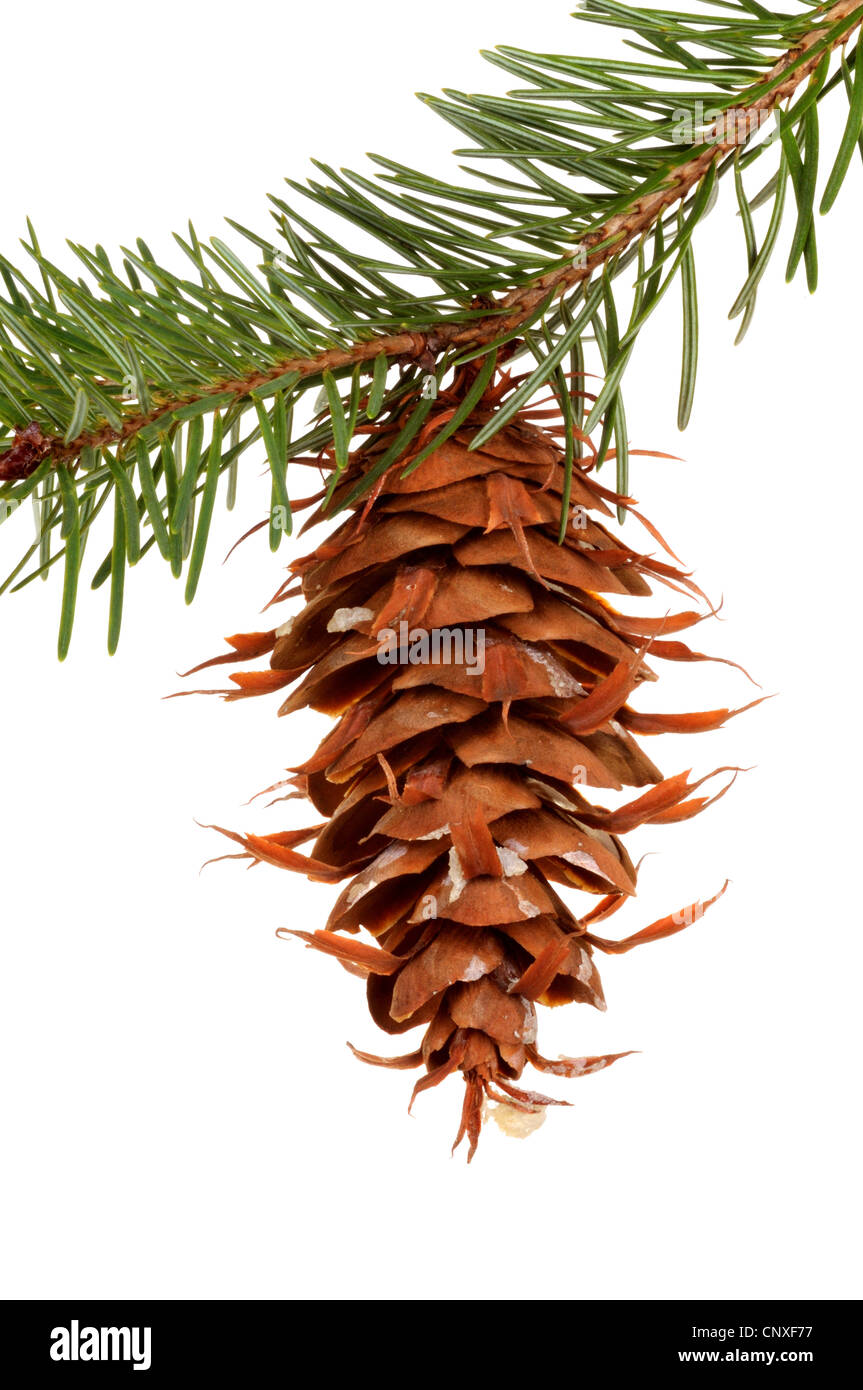 Douglas fir (Pseudotsuga menziesii), branch with cone, cut out Stock Photo