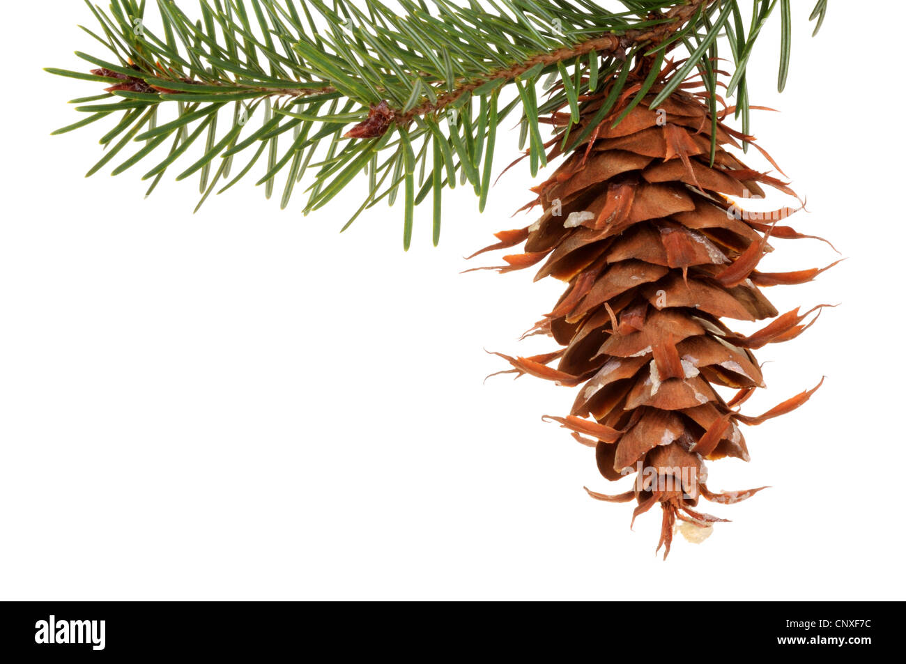 Douglas fir (Pseudotsuga menziesii), branch with cone, cut out Stock Photo