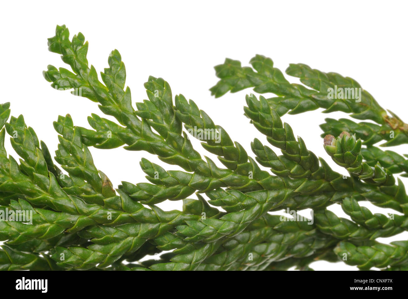 sawara falsecypress (Chamaecyparis pisifera), upper side of a branch Stock Photo