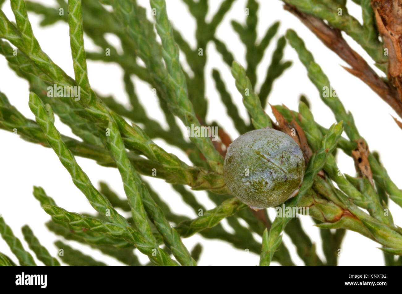 Chinese juniper (Juniperus chinensis), branch with cone Stock Photo