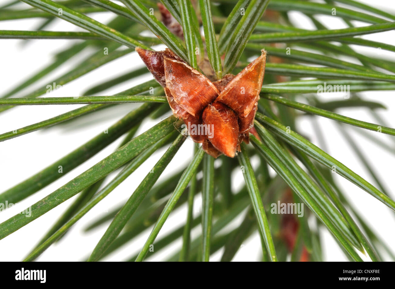 Douglas fir (Pseudotsuga menziesii), branch with buds Stock Photo