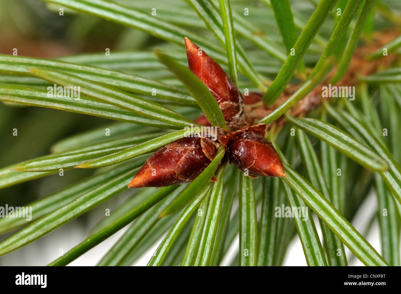 Douglas fir (Pseudotsuga menziesii), branch with buds Stock Photo
