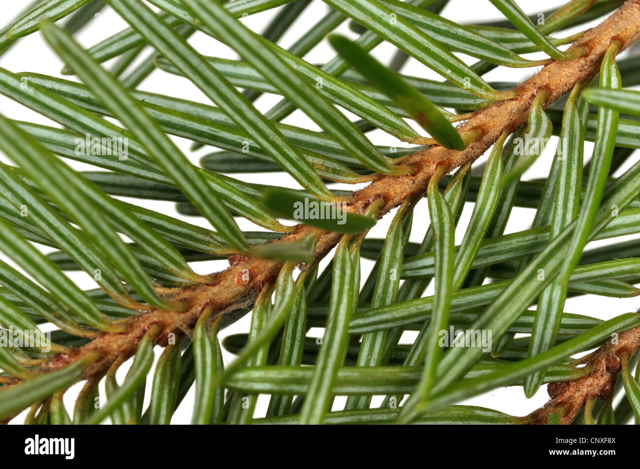 Douglas fir (Pseudotsuga menziesii), underside of a branch Stock Photo