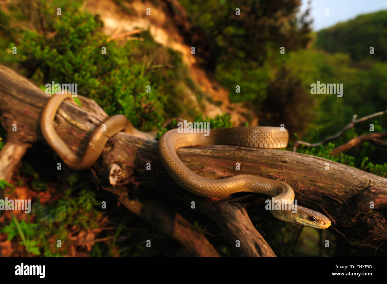 Italian Aesculapian Snake (Zamenis lineatus, Zamenis longissimus lineatus), on tree trunk, Italy, Calabria Stock Photo