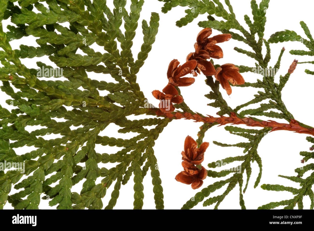 Chinese arbor vitae (Thuja orientalis, Platycladus orientalis), branch with cones Stock Photo
