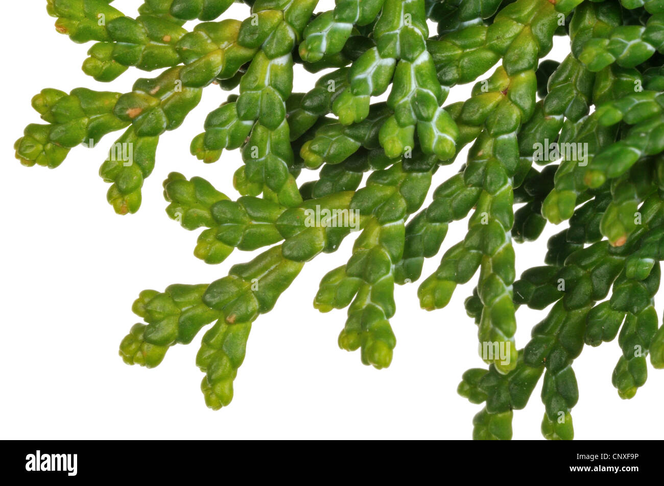 Japanese cypress, Hinoki cypress, Hinoki (Chamaecyparis obtusa 'Nana Gracilis', Chamaecyparis obtusa 'Nana Gracilis'), upperside of a branch Stock Photo