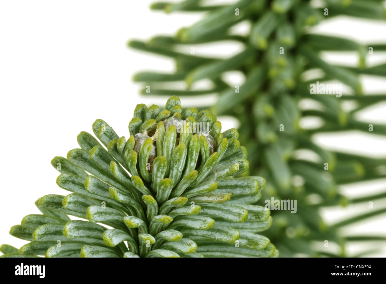 Noble fir, Red fir, White fir (Abies procera, Abies nobilis), branch with buds Stock Photo