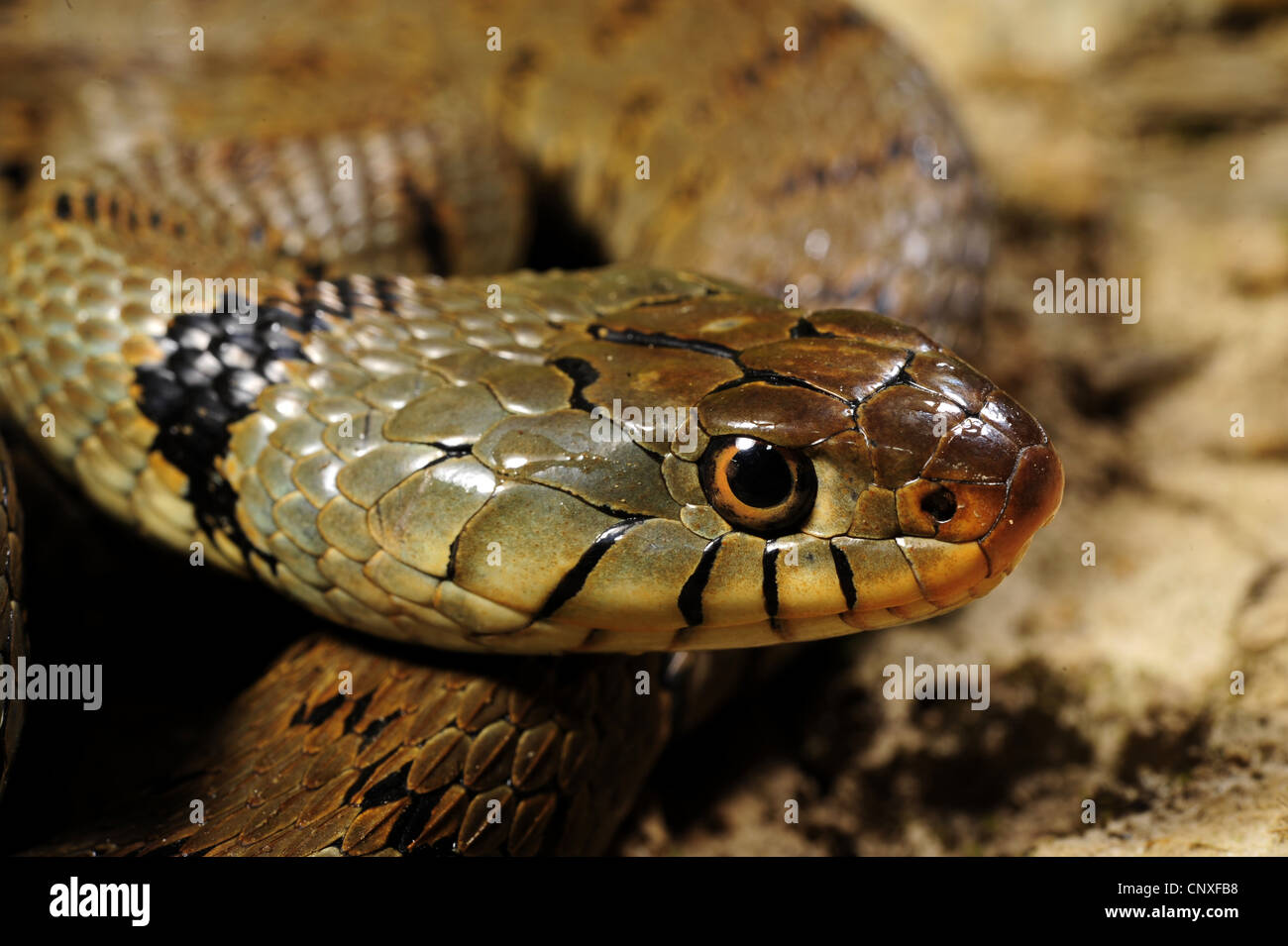 Nake snakes hires stock photography and images Alamy