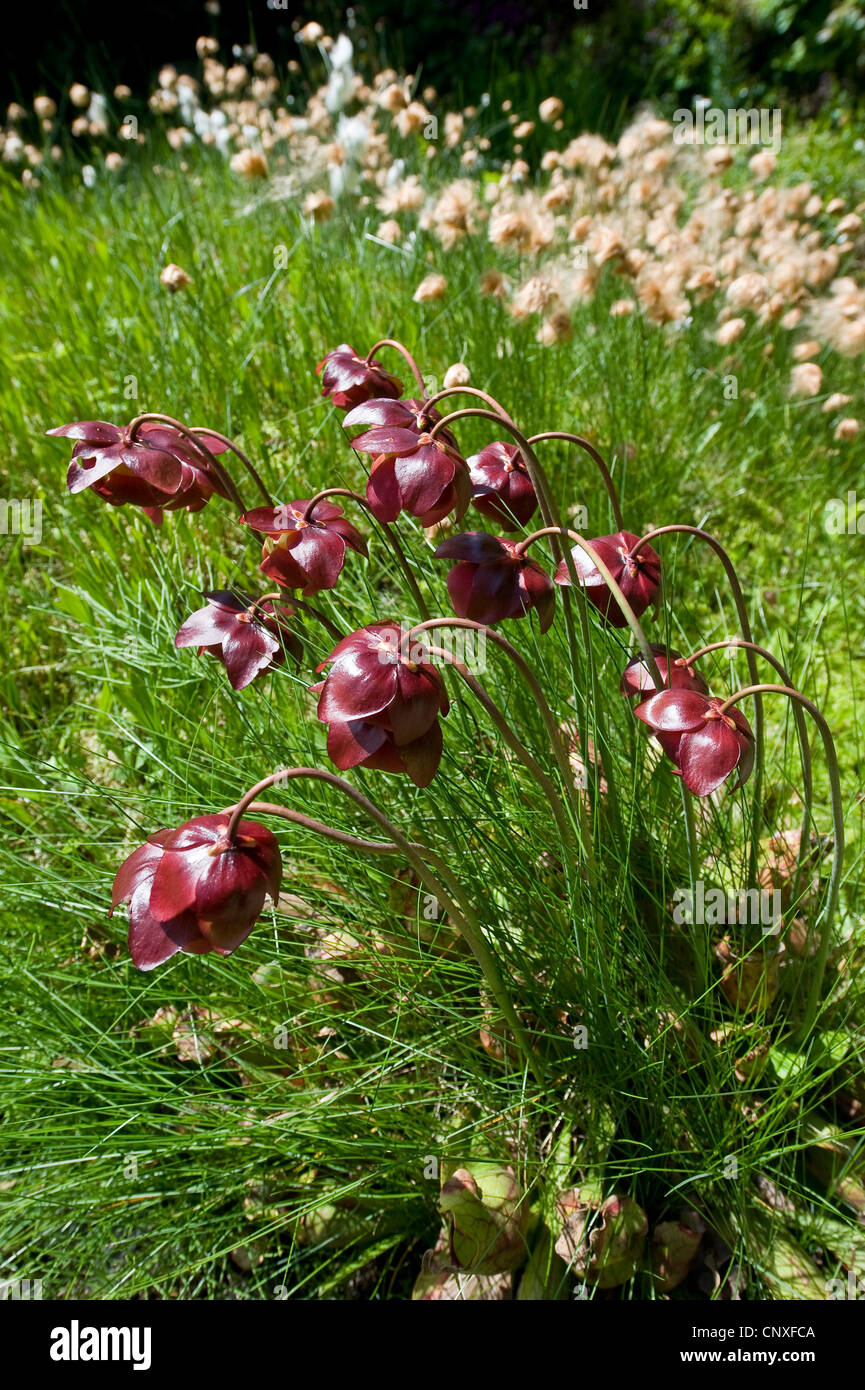 northern pitcher plant (Sarracenia purpurea), blooming in a mire with a cotton-grass, Germany Stock Photo