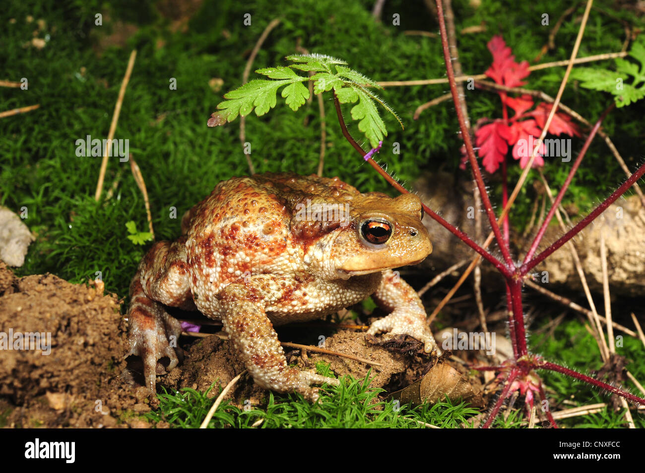 European common toad (Bufo bufo spinosus), juvenile, Italy, Calabria Stock Photo
