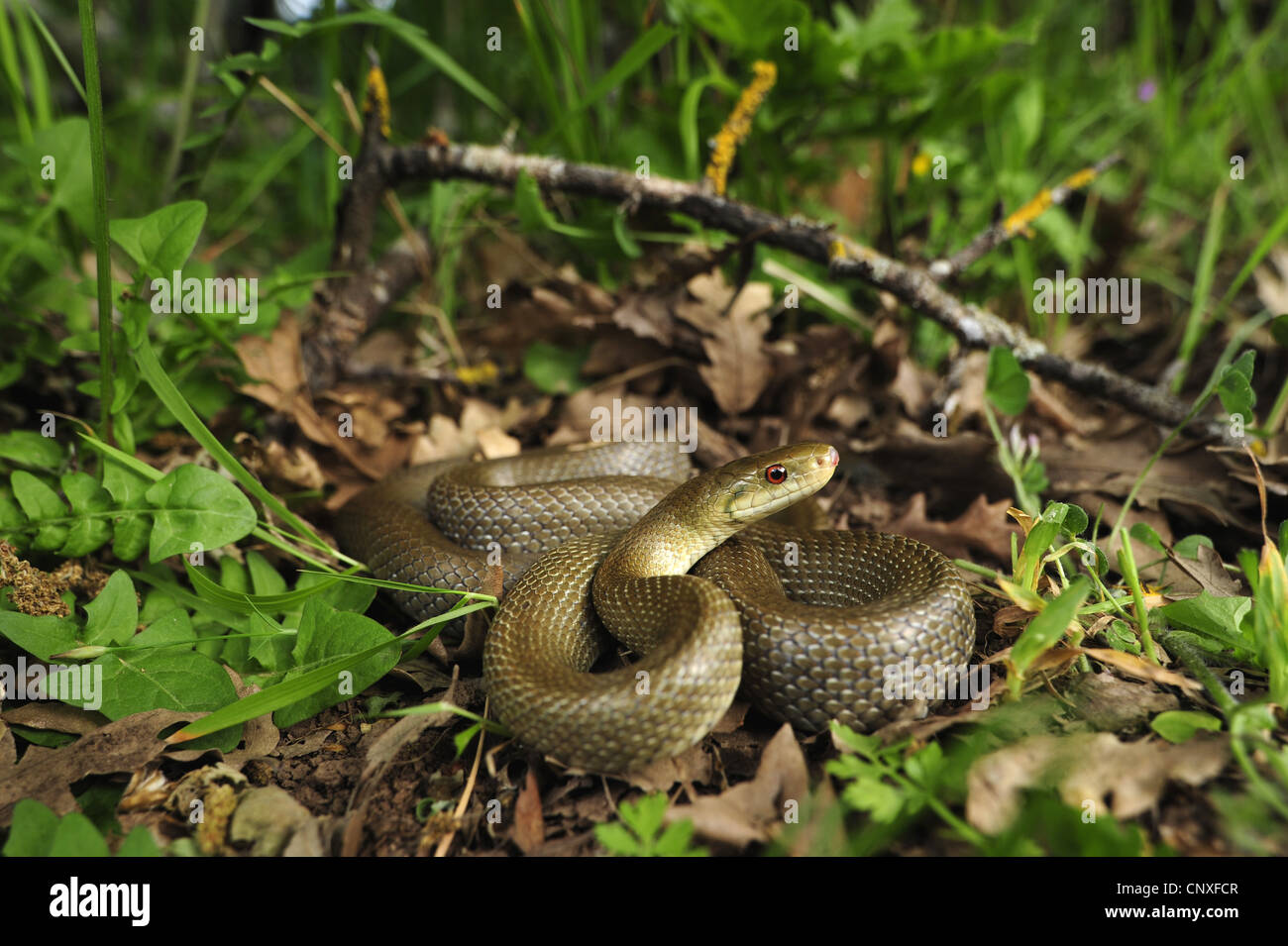 Italian Aesculapian Snake (Zamenis lineatus, Zamenis longissimus ...