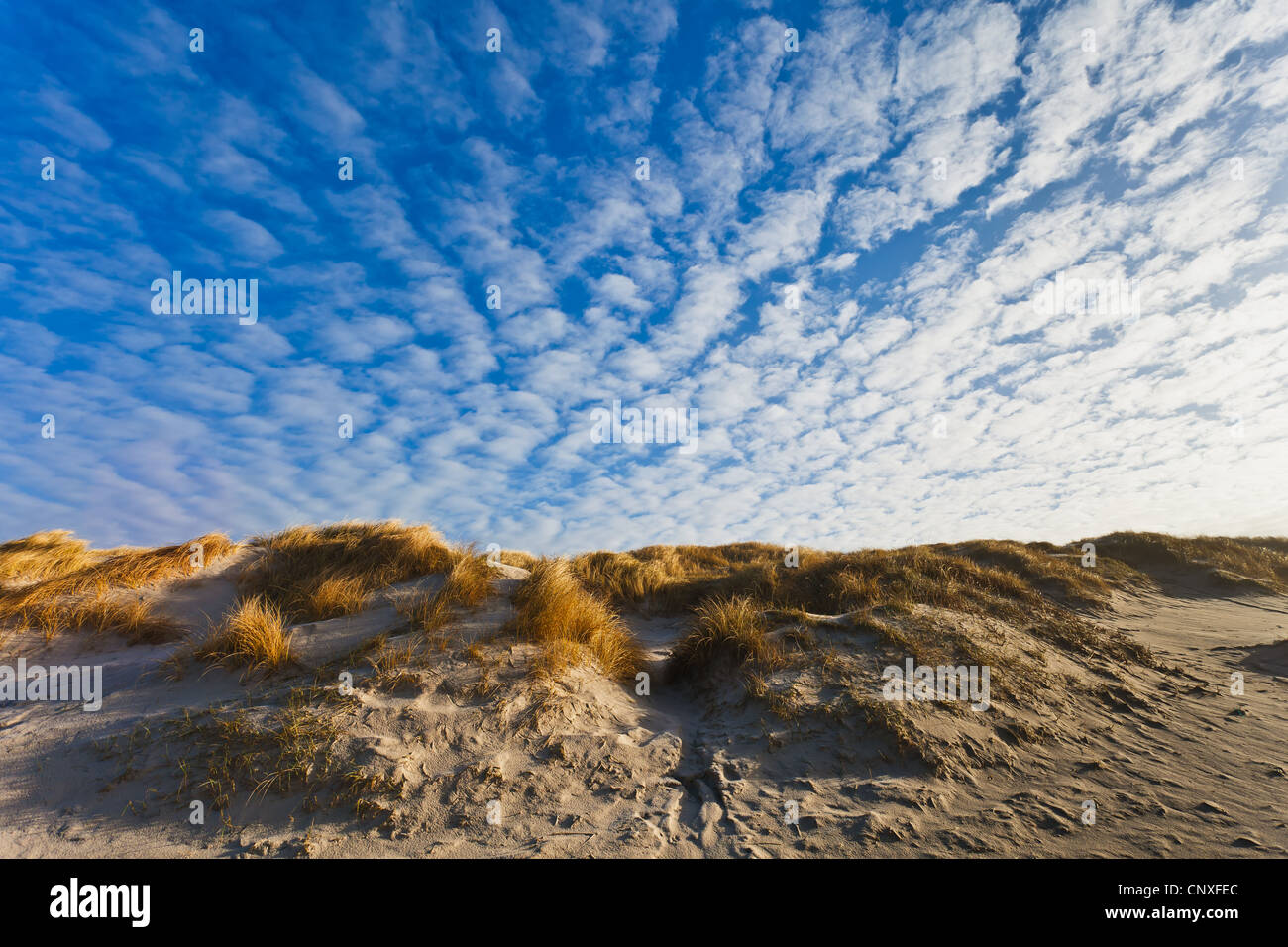 Dunes at the Danish North Sea coast at the beach of Henne Stock Photo