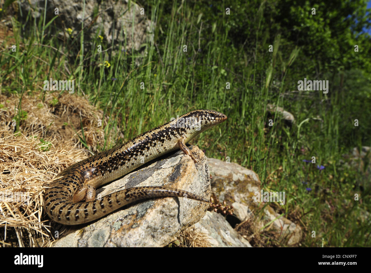 ocellated skink (Chalcides ocellatus, Chalcides ocellatus tiligugu