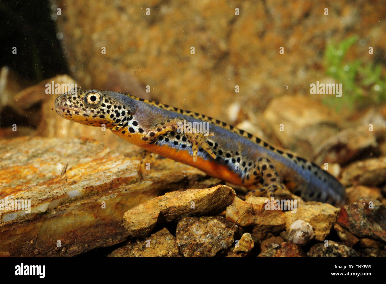Ichthyosaura alpestris apuanus hi-res stock photography and images - Alamy