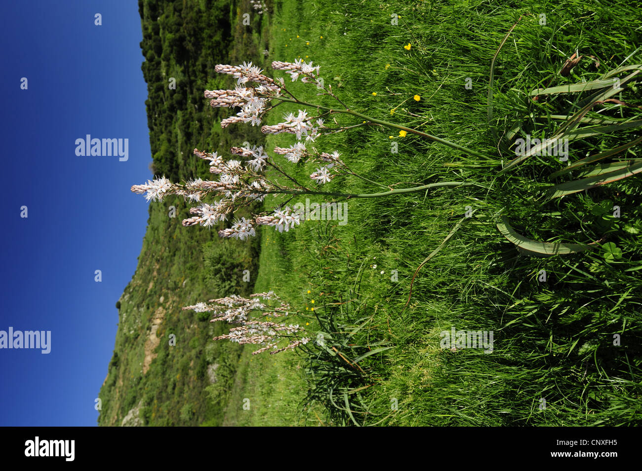 summer asphodel, common asphodel, tall asphodel (Asphodelus aestivus, Asphodelus microcarpus), bloomin, Italy, Sicilia Stock Photo