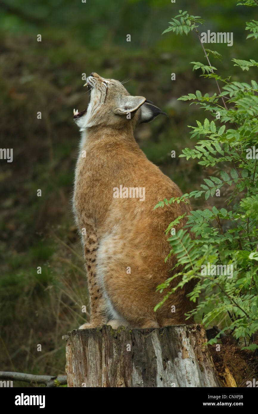 Eurasian lynx (Lynx lynx), sitting on a tree snag yawning, Germany ...