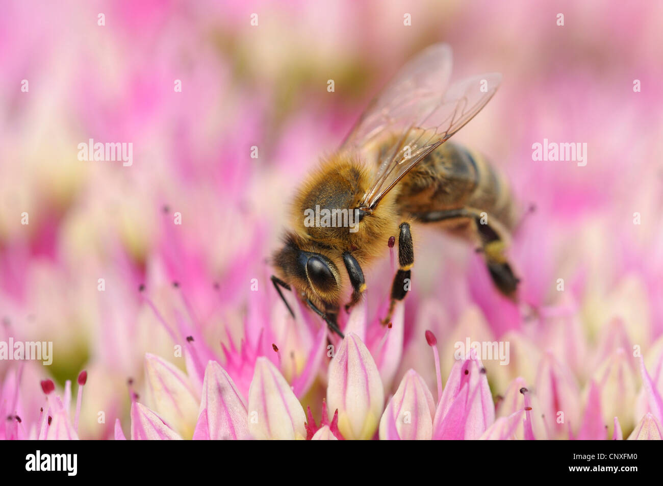 honey bee, hive bee (Apis mellifera mellifera), sitting on flowers sucking nectar, Germany Stock Photo