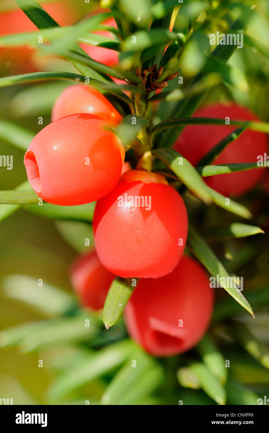 common yew (Taxus baccata), seeds with seed coat, Germany Stock Photo