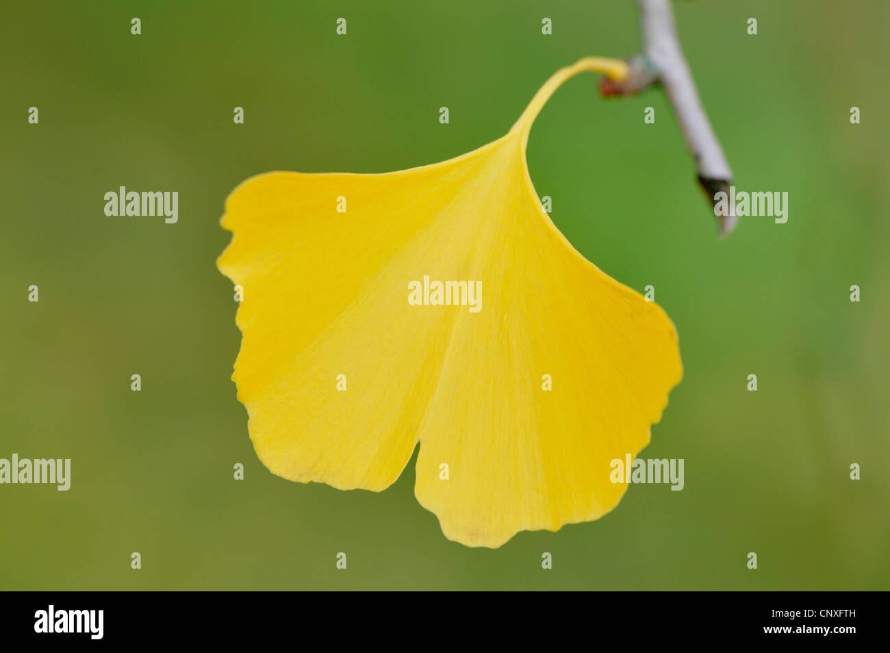 maidenhair tree, Ginkgo Tree, Gingko Tree, Ginko Tree (Ginkgo biloba), single autumn leaf on a branch Stock Photo