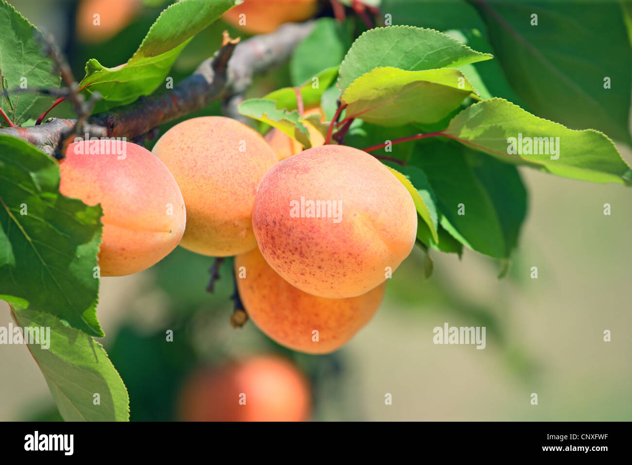 Ripe apricot on tree hi-res stock photography and images - Alamy
