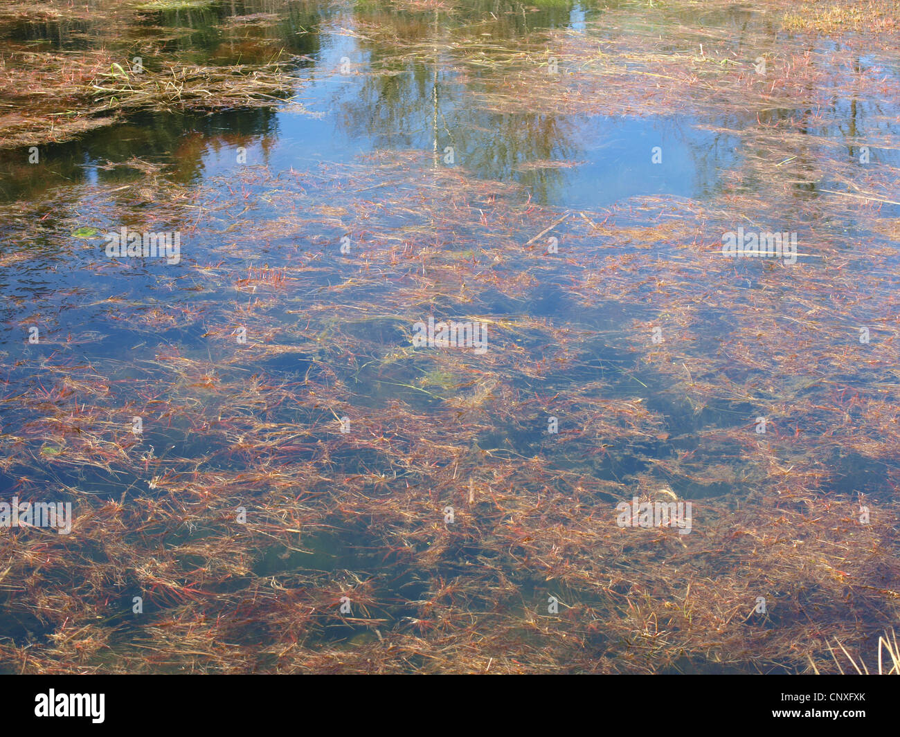 lake with grasses and algae / See mit Gräsern und Algen Stock Photo