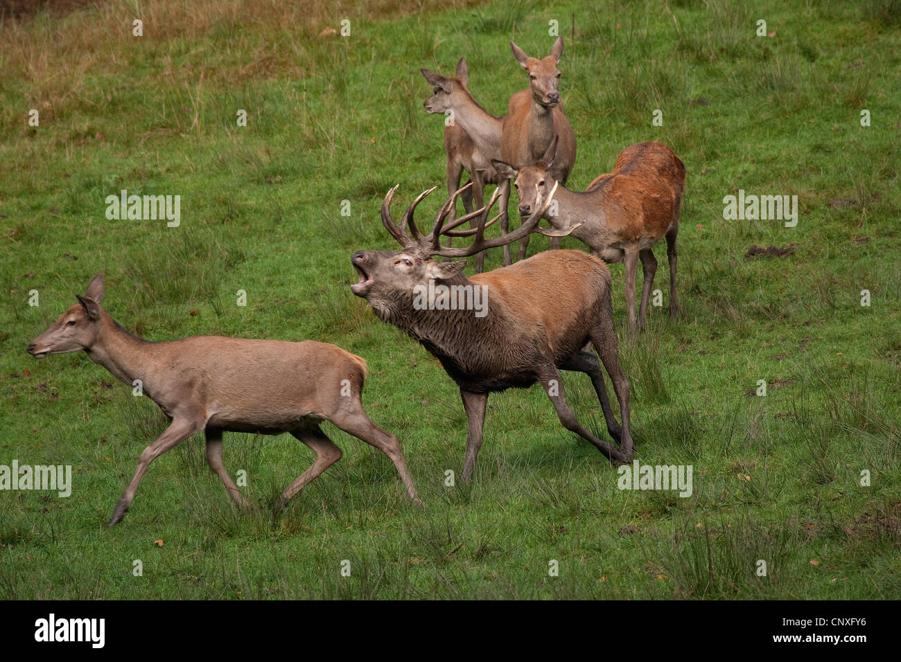 red deer (Cervus elaphus), roaring stag with females, Germany Stock Photo