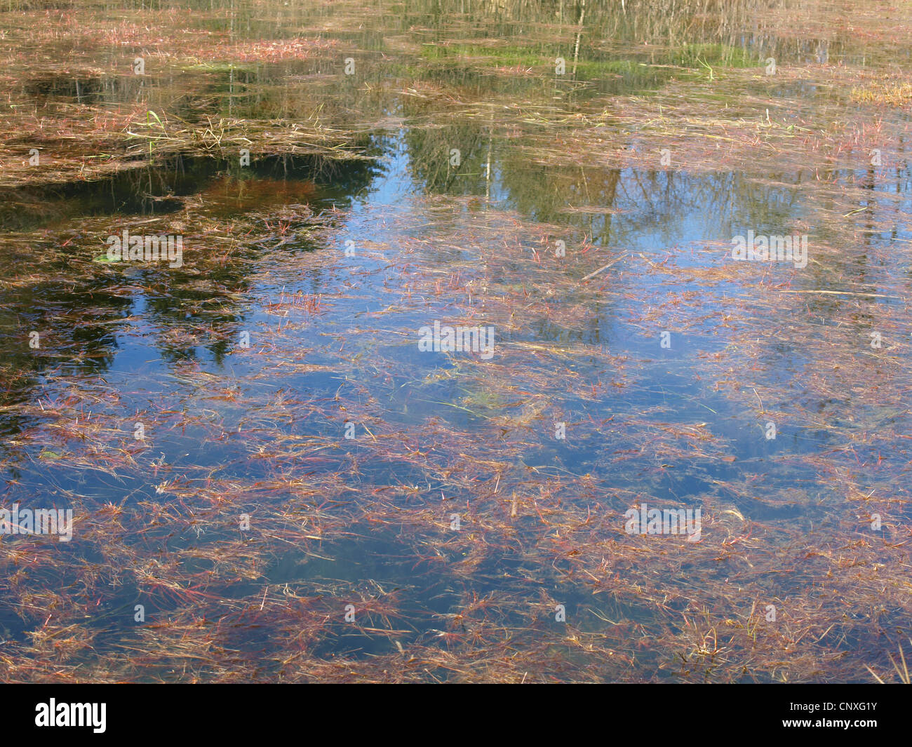 lake with grasses and algae / See mit Gräsern und Algen Stock Photo