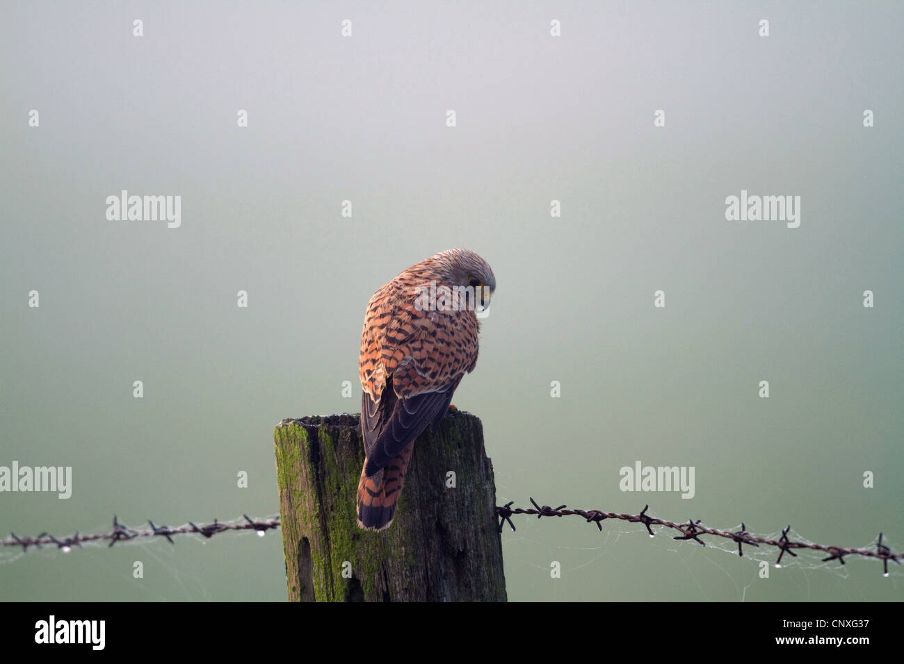 common kestrel (Falco tinnunculus), sitting on a wooden post in morning mist, Germany Stock Photo