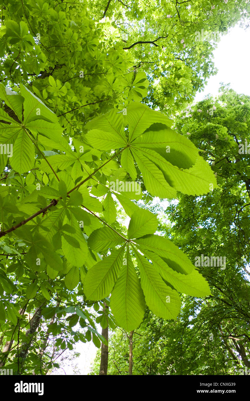 common horse chestnut (Aesculus hippocastanum), leaves from above, Germany, Hesse, NSG Kuehkopf-Knoblochsaue Stock Photo