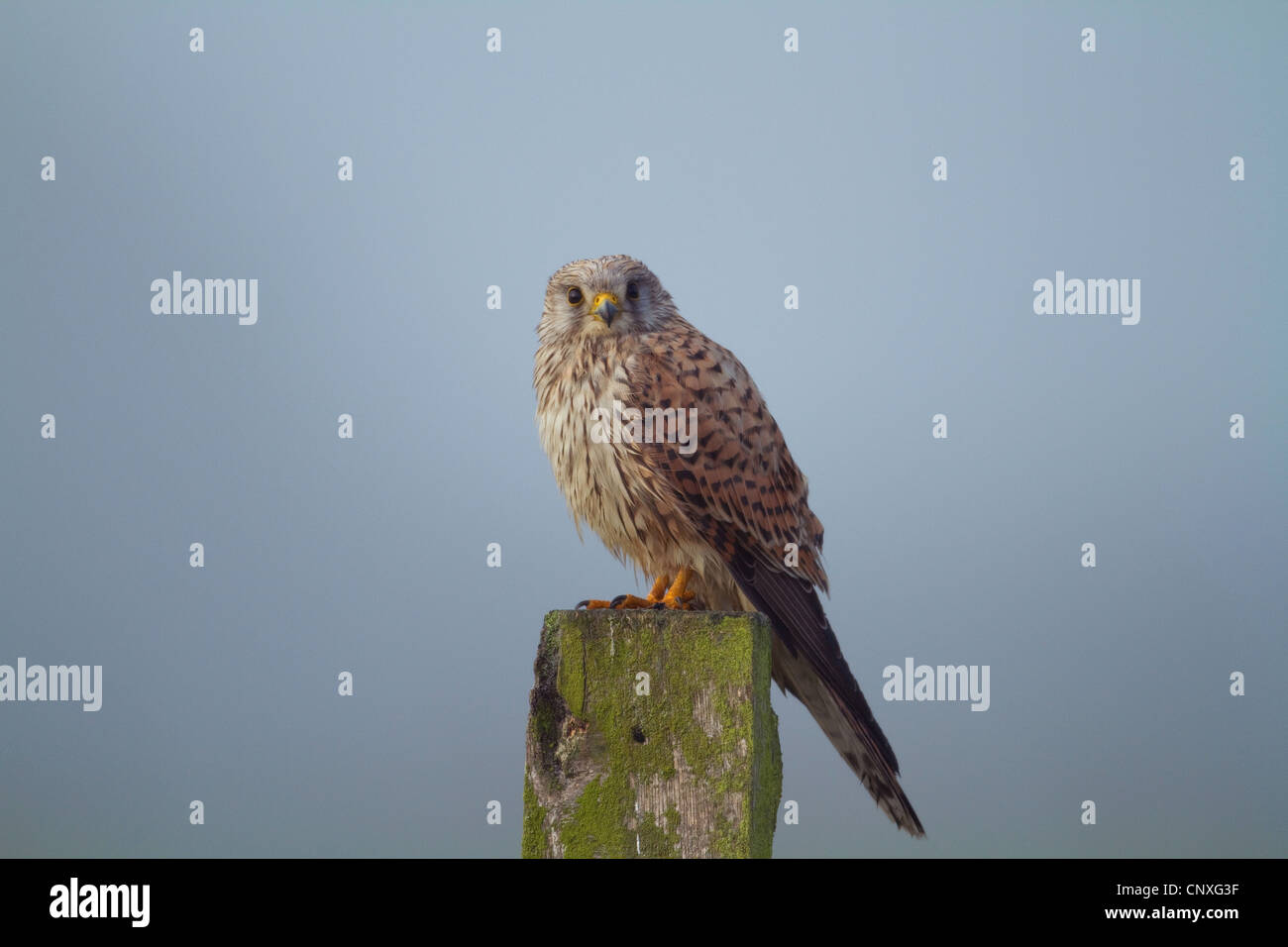 common kestrel (Falco tinnunculus), sitting on a wooden post in morning mist, Germany Stock Photo