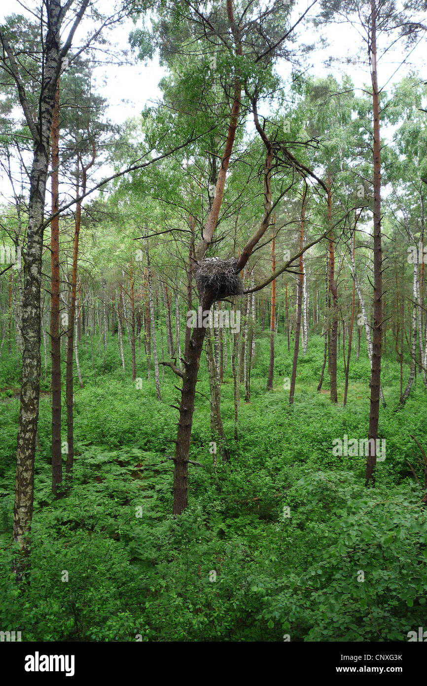 black stork (Ciconia nigra), nest in a pine forest, Poland, Biebrzanska, Biebrza National Park Stock Photo