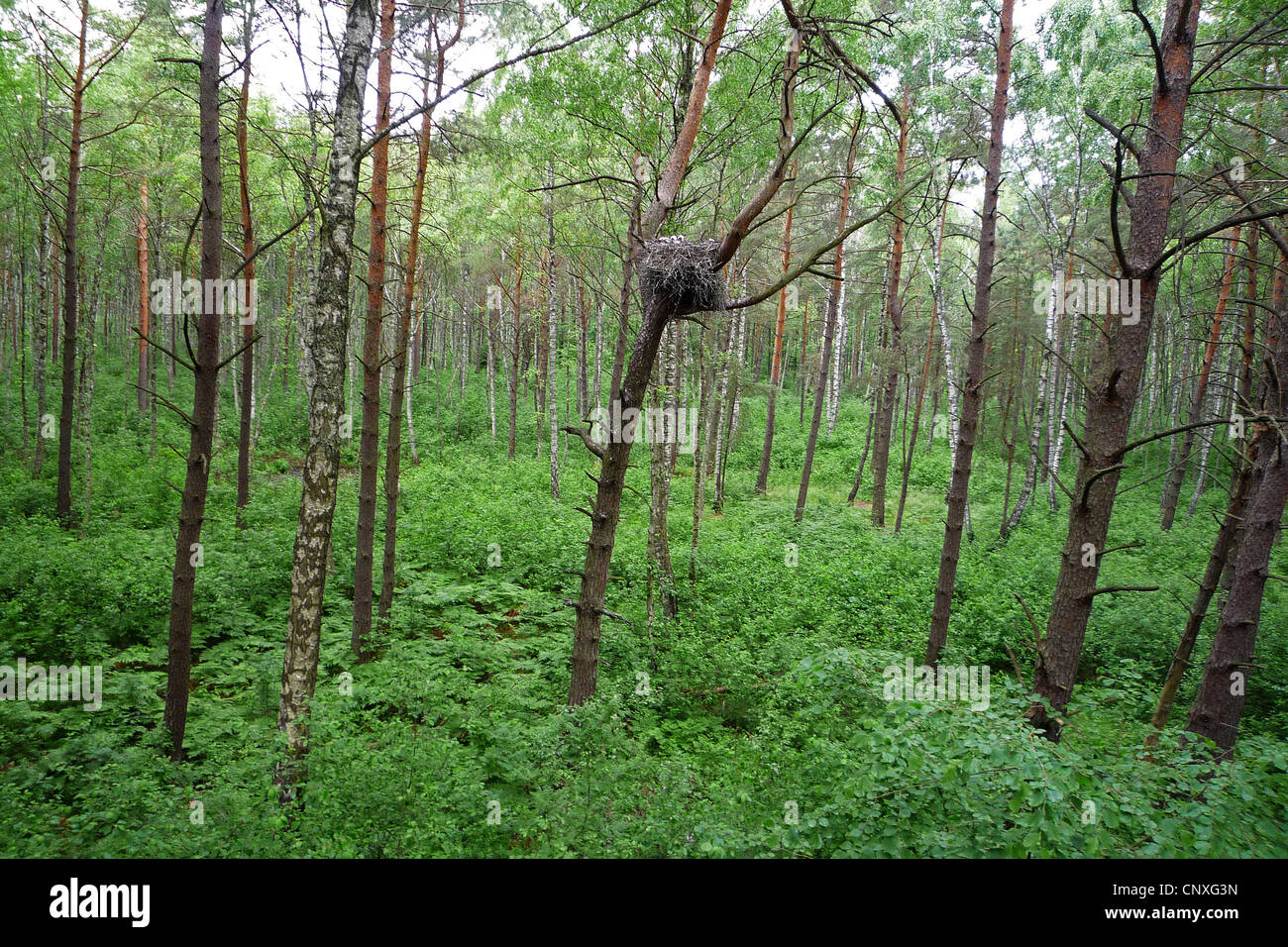 black stork (Ciconia nigra), nest in a pine forest, Poland, Biebrzanska, Biebrza National Park Stock Photo