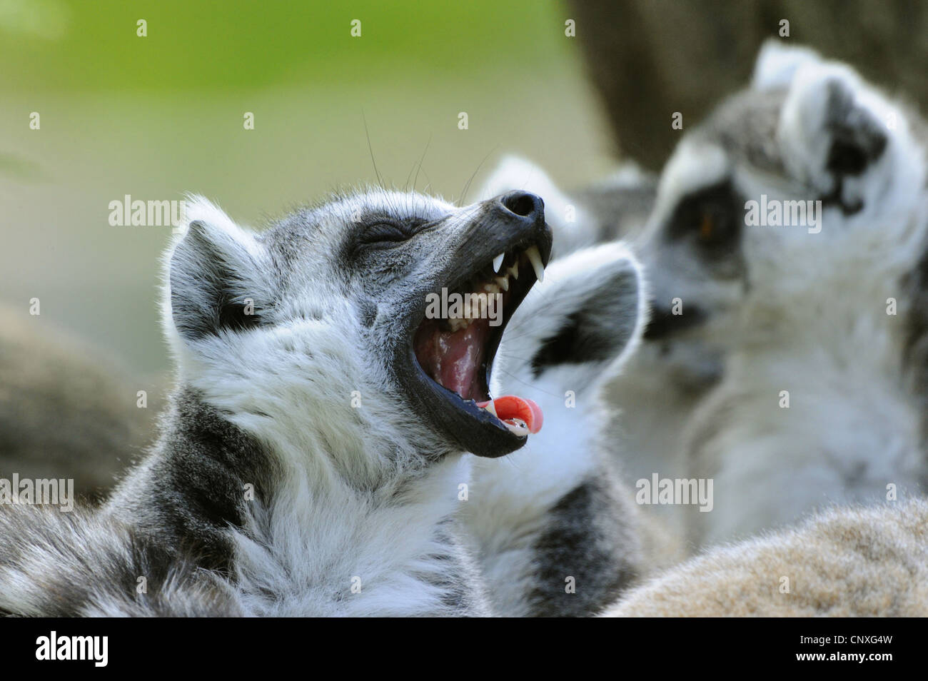 ring-tailed lemur (Lemur catta), one animal in a resting group yawning Stock Photo