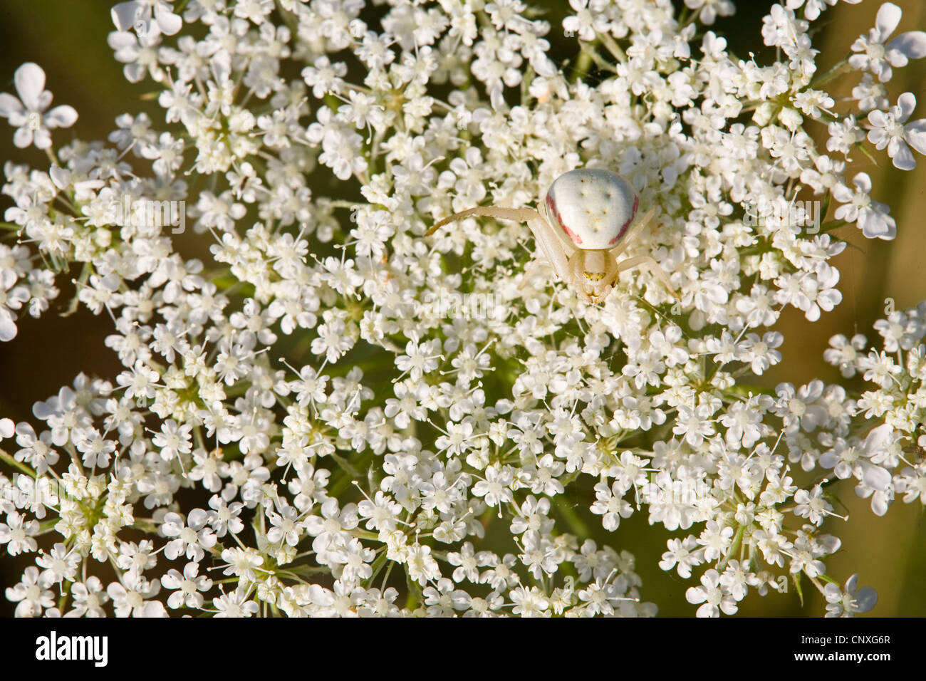goldenrod crab spider (Misumena vatia), well camouflaged individual sitting on the inflorescence of wild carrot, Germany, Baden-Wuerttemberg Stock Photo