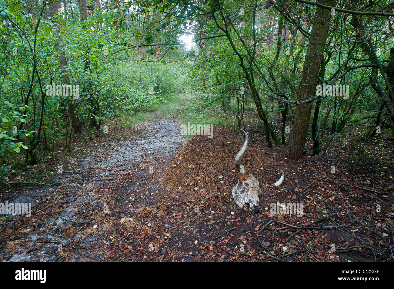 wood ant (Formica rufa), ant hill with a skull of a cow, Germany, North