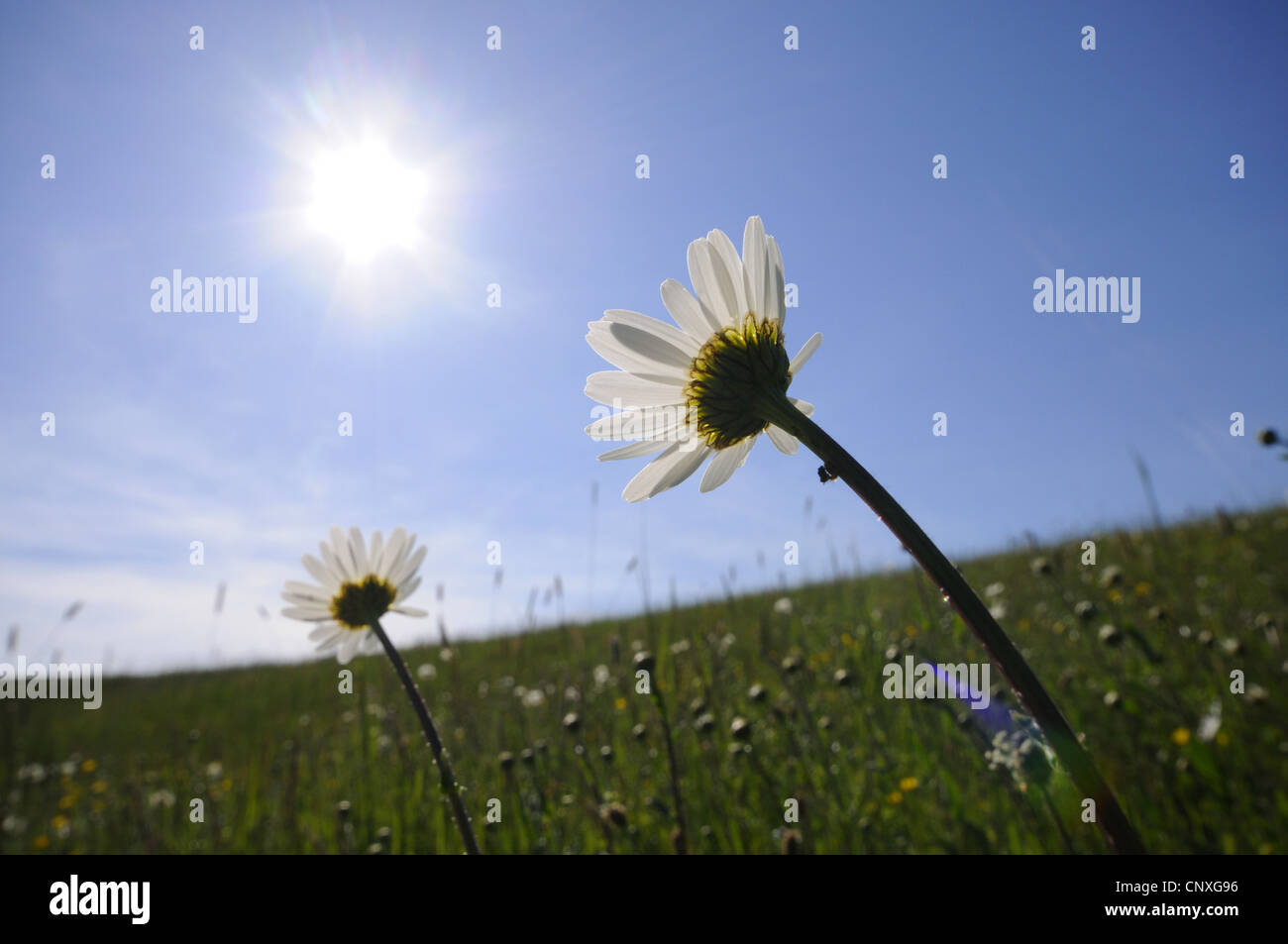 oxeye daisy (Chrysanthemum leucanthemum, Leucanthemum vulgare), oxeye daisies on a meadow in sunlight, Germany, Bavaria Stock Photo