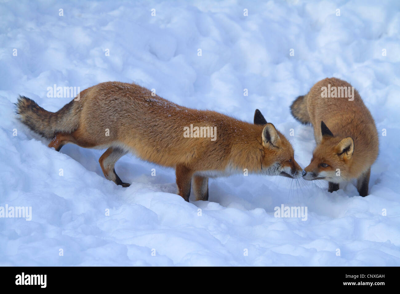 red fox (Vulpes vulpes), rutting foxes in snow, Germany Stock Photo