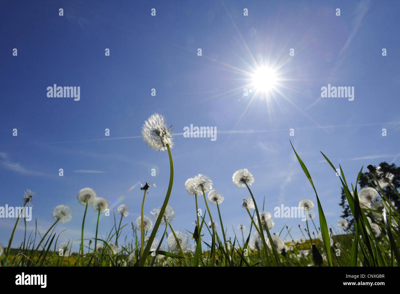 common dandelion (Taraxacum officinale), fruiting dandelions in sunlight, Germany, Bavaria Stock Photo