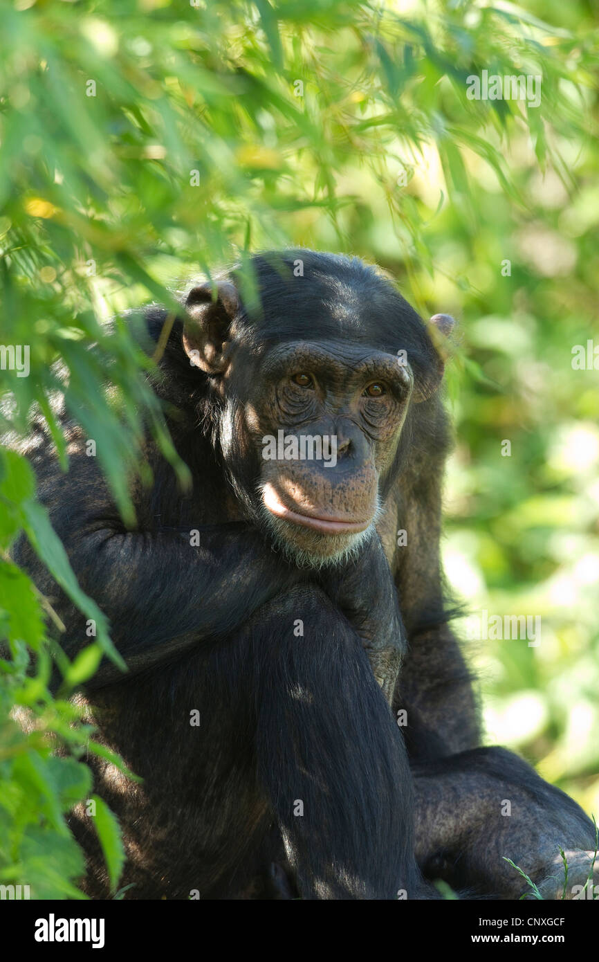 common chimpanzee (Pan troglodytes), portrait Stock Photo - Alamy