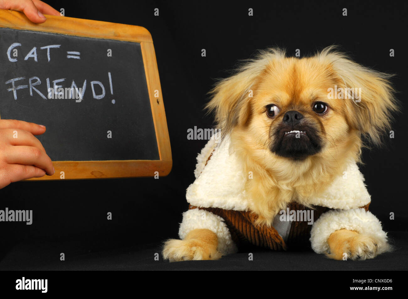 Pekingese Mix in dog school looking at a blackboards with 'cat = friend' Stock Photo