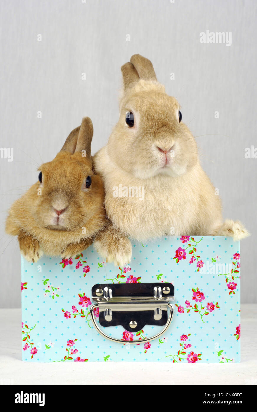 Bunnies in a box hi-res stock photography and images - Alamy
