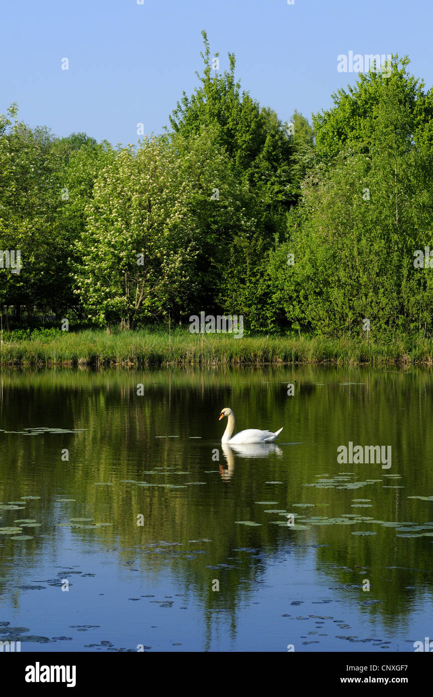 mute swan (Cygnus olor), single bird swimming on a sunlit lake, Germany, Bavaria, Upper Palatinate Stock Photo