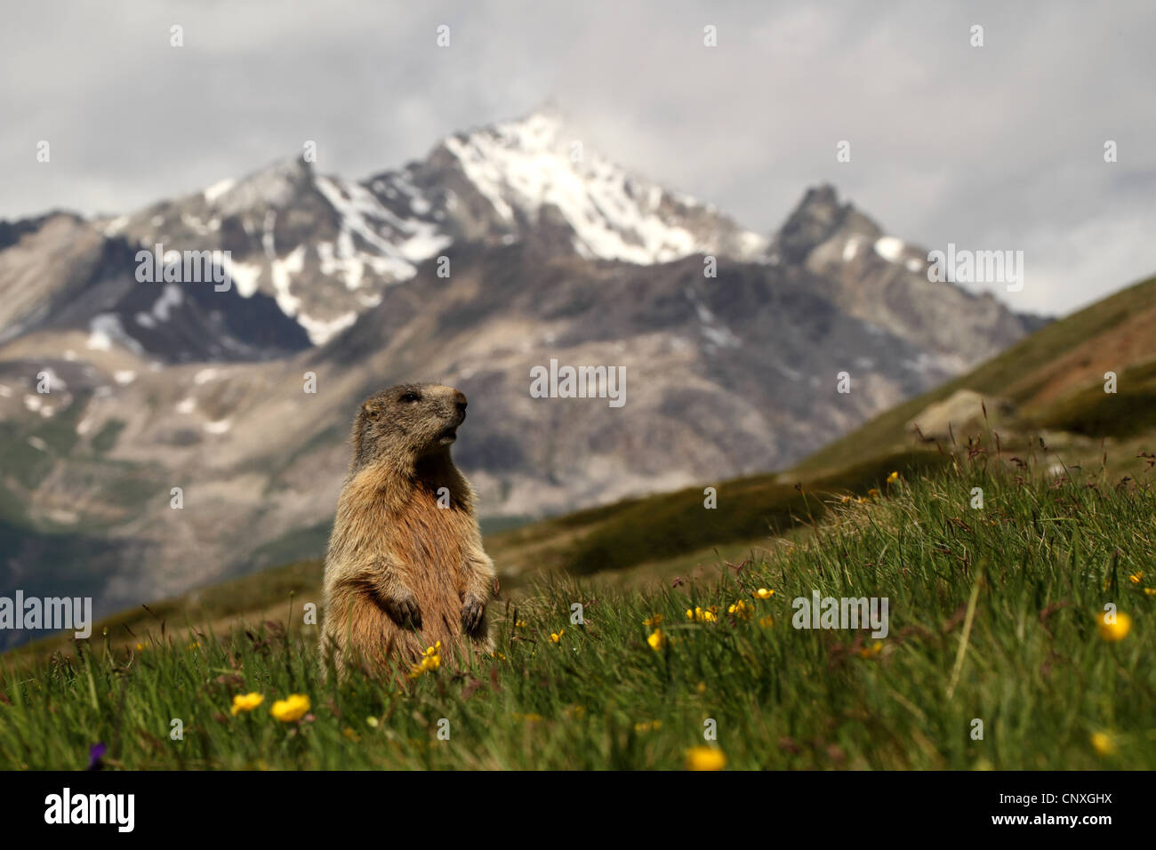 alpine marmot (Marmota marmota), upright standing in blooming mountain meadow, Switzerland, Engadine, Alp Languard Stock Photo