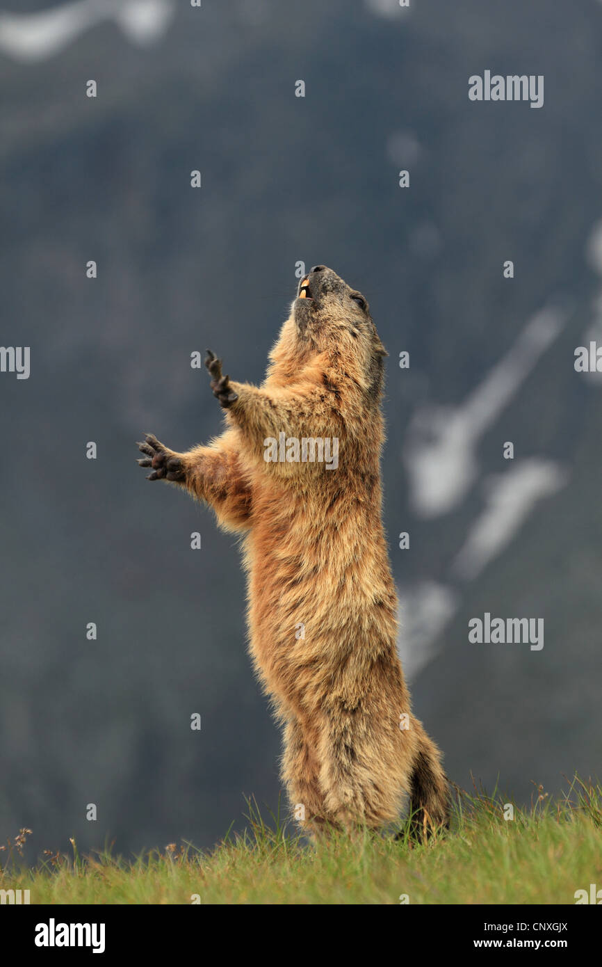 alpine marmot (Marmota marmota), standing erect, Austria, Grossglockner Stock Photo
