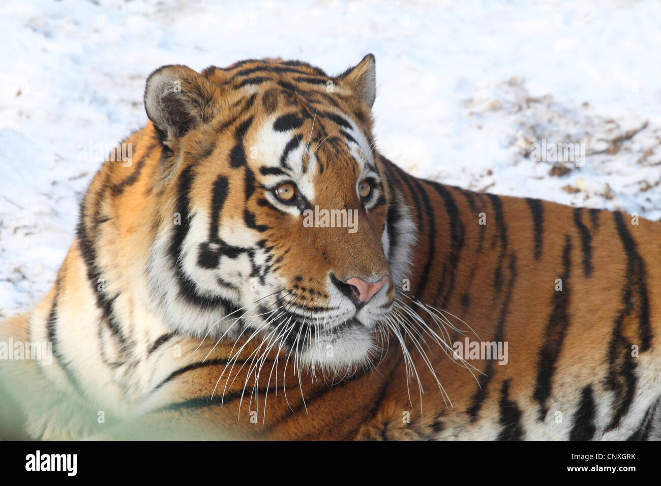 Siberian tiger, Amurian tiger (Panthera tigris altaica), portrait, sitting in the snow Stock Photo