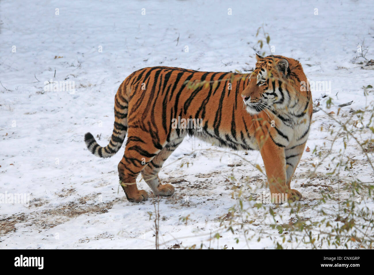 Siberian tiger, Amurian tiger (Panthera tigris altaica), standing on snow-covered ground Stock Photo