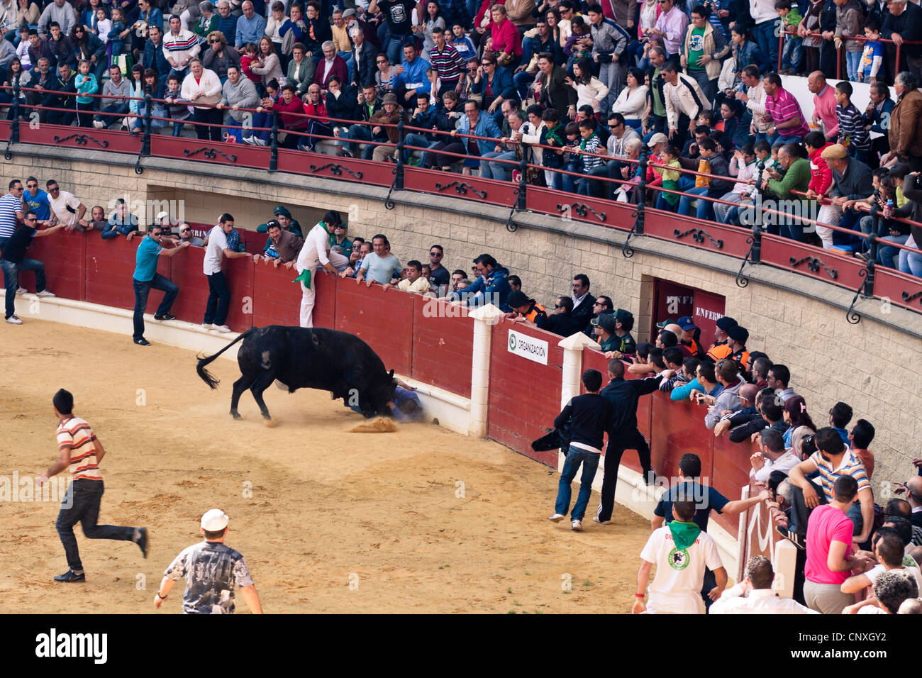 Bull Fighting Accidents